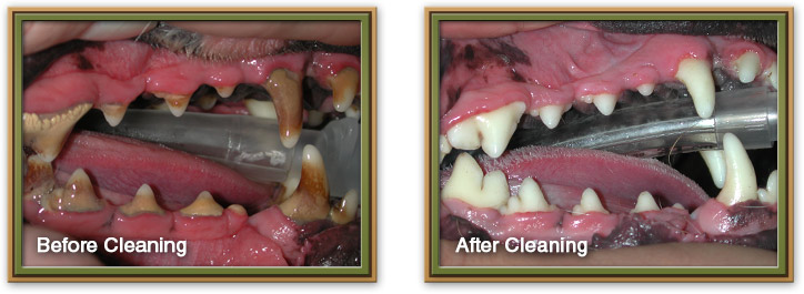 Dental Care Before and After