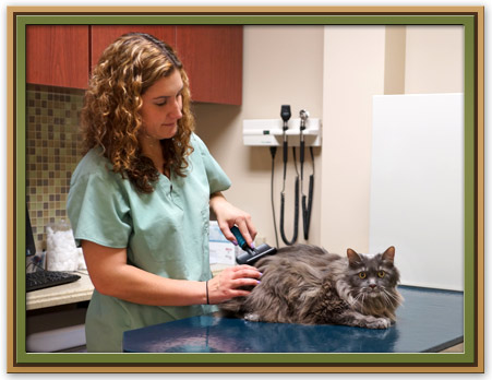Dermatology for Cats and Dogs