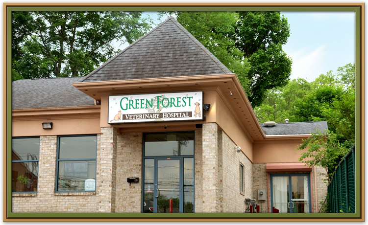 Green Forest Veterinary Hospital Location