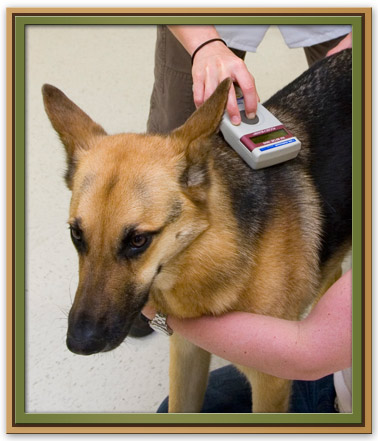 Microchipping your Pet