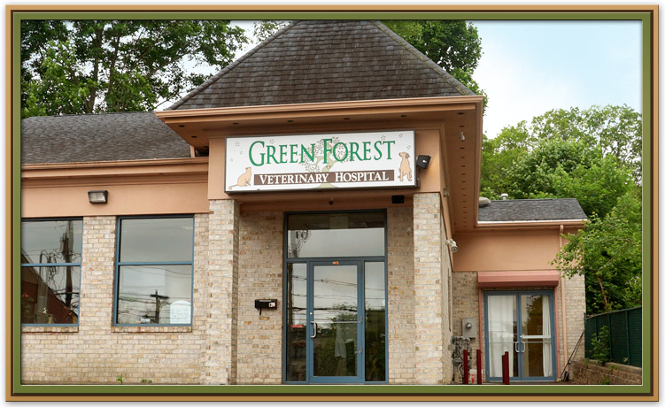 Welcome to Green Forest Veterinary Hospital