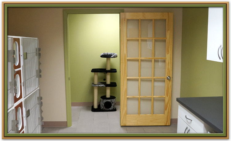 Feline Boarding and Play Area