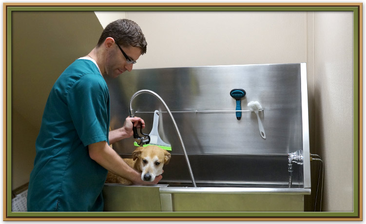 Pet Grooming